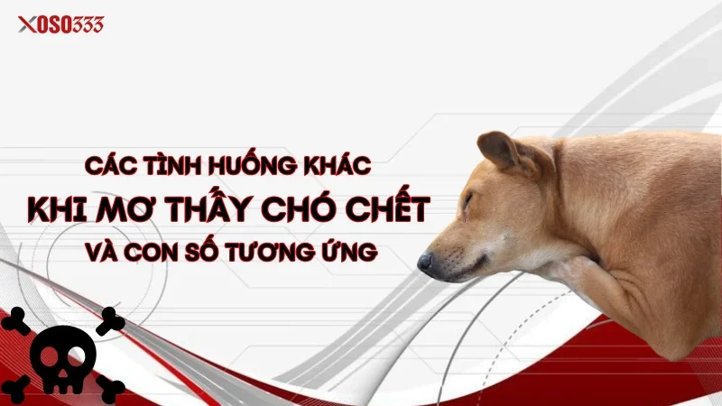 Xoso333 Giải mã mơ thấy chó chết - Đánh con gì để trúng lớn? 3 Các tình huống khác khi mơ thấy chó chết và con số tương ứng