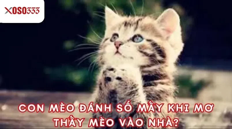Giải mã con mèo số mấy tại xoso333 - Con số may mắn là gì? 2 Con mèo đánh số mấy khi mơ thấy mèo vào nhà?
