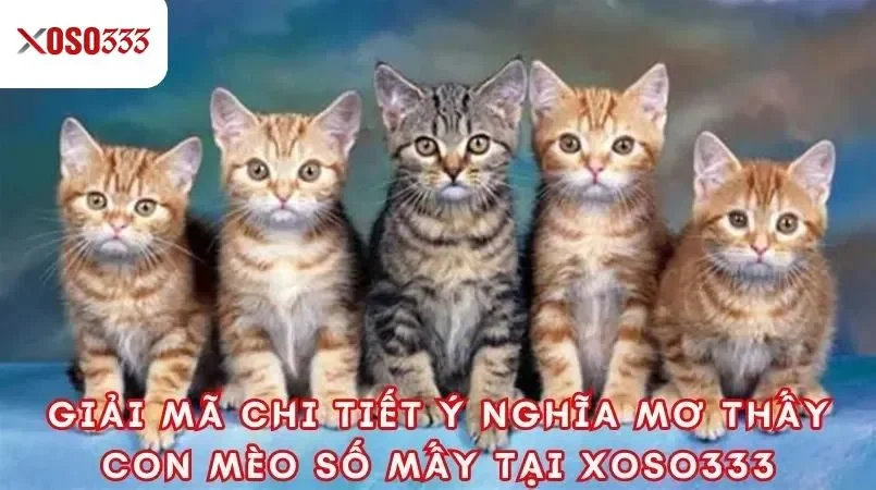 Giải mã con mèo số mấy tại xoso333 - Con số may mắn là gì? 3 Giải mã chi tiết ý nghĩa mơ thấy con mèo số mấy tại xoso333