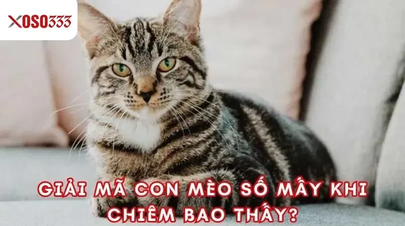 Giải mã con mèo số mấy tại xoso333 - Con số may mắn là gì? 1 Giải mã con mèo số mấy khi chiêm bao thấy?