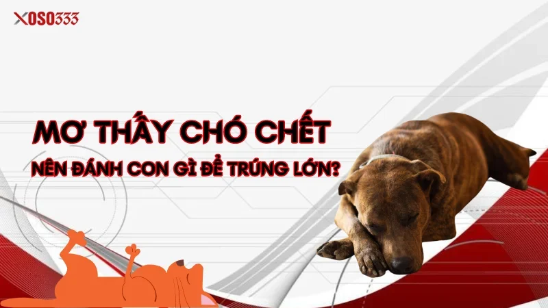 Xoso333 Giải mã mơ thấy chó chết - Đánh con gì để trúng lớn? 2 Mơ thấy chó chết nên đánh con gì để trúng lớn?