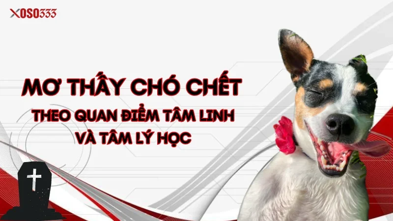 Xoso333 Giải mã mơ thấy chó chết - Đánh con gì để trúng lớn? 1 Mơ thấy chó chết theo quan điểm tâm linh và tâm lý học