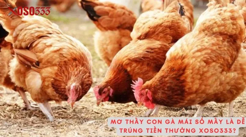 Con gà mái số mấy may mắn nào đang chờ đón bạn tại Xoso333 3 Mơ thấy con gà mái số mấy là dễ trúng tiền thưởng xoso333?