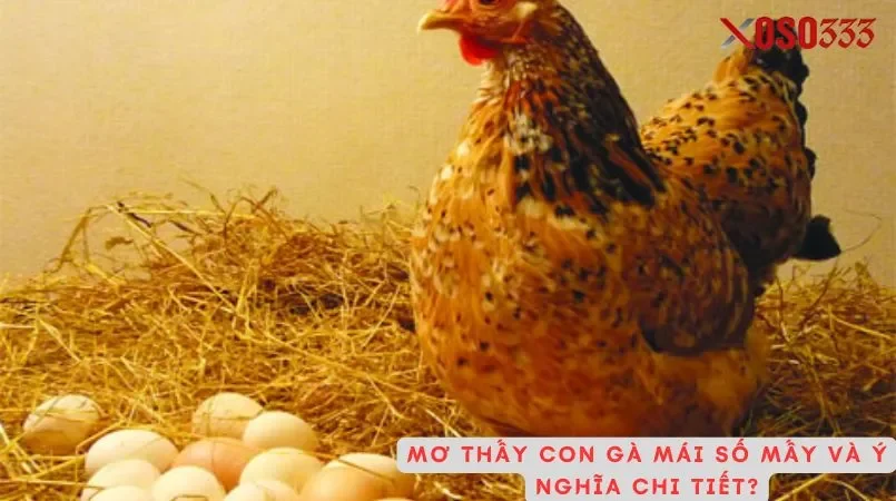Con gà mái số mấy may mắn nào đang chờ đón bạn tại Xoso333 1 Mơ thấy con gà mái số mấy và ý nghĩa chi tiết?