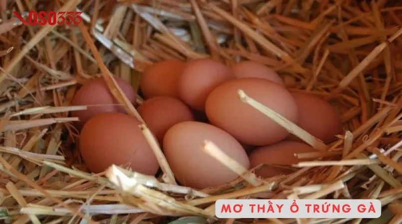 Con gà mái số mấy may mắn nào đang chờ đón bạn tại Xoso333 2 Mơ thấy ổ trứng gà