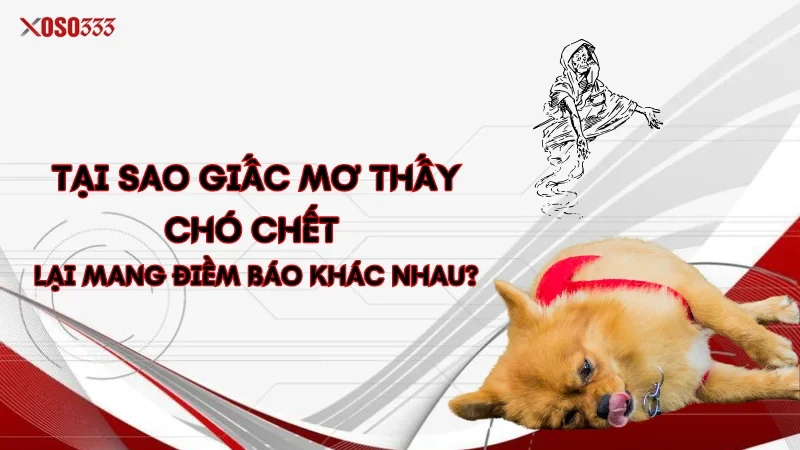 Xoso333 Giải mã mơ thấy chó chết - Đánh con gì để trúng lớn? 4 Tại sao giấc mơ thấy chó chết lại mang điềm báo khác nhau?